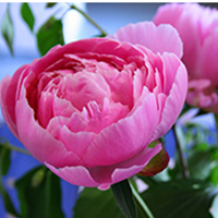 花の写真